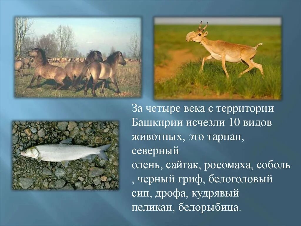 Животные и растения башкортостана. Животные занесенные в красную книгу республики башкортостан. животные башкирии занесенные в красную книгу. животные красной книги башкортостана. животные из красной книги башкортостана список.