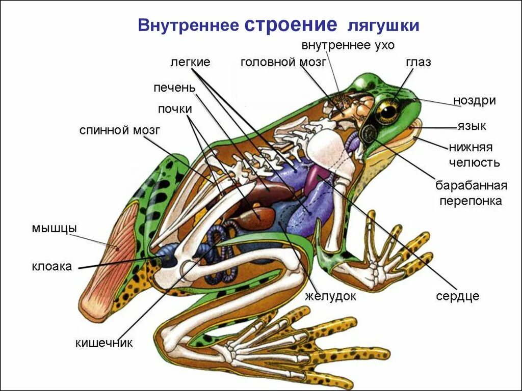 Схема класса земноводные. Внешнее строение земноводных 7 класс биология лягушка. Лягушка биология внутреннее строение. Внутреннее строение бесхвостых амфибий. Внутреннее строение земноводные биология 7 класс.