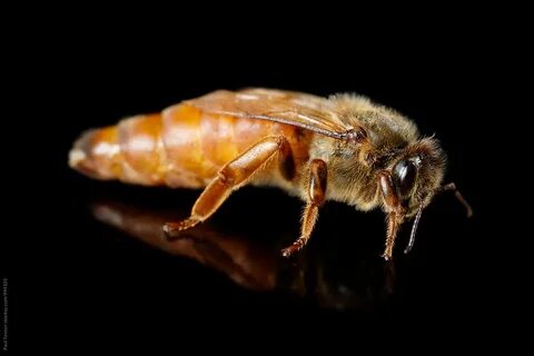 Queen bee