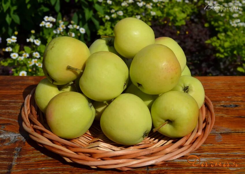 сорт яблони кальвиль снежный. яблоня белый налив. голд раш яблоня. яблоня крупноплодная белый налив. яблоня белый налив.