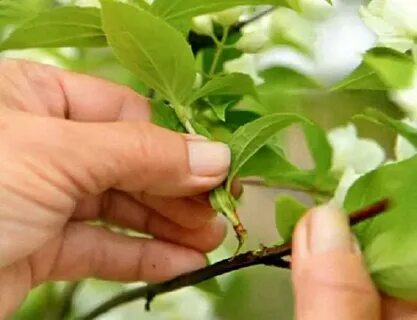 Укоренение жасмина черенками