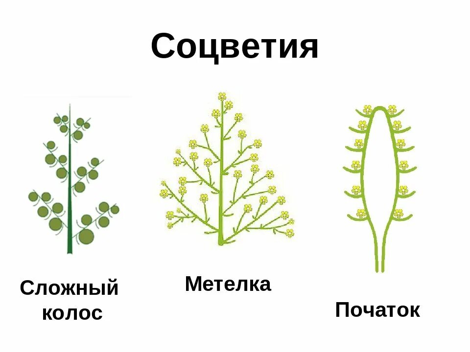 Простой початок. Сложная кисть метелка соцветие. Соцветие метелка схема. Соцветие сложный Колос, метелка. Соцветия метелка и початок.