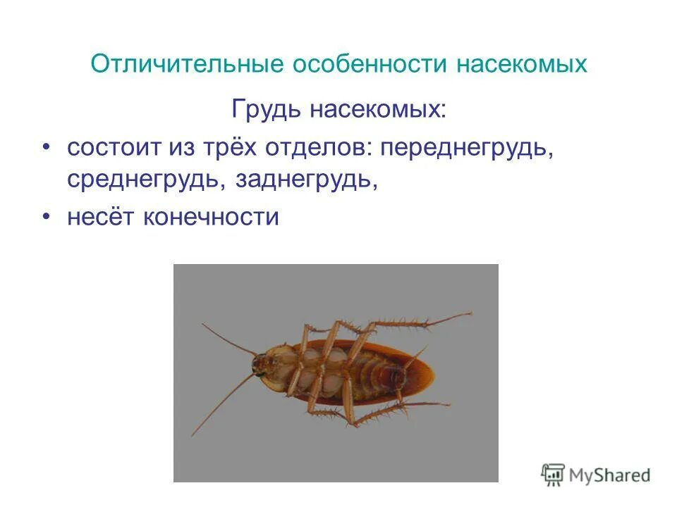 Насекомые имеют 3 отдела. Грудь насекомых. Грудь насекомых состоит. Грудь насекомого состоит из трёх. Сегменты груди насекомых.