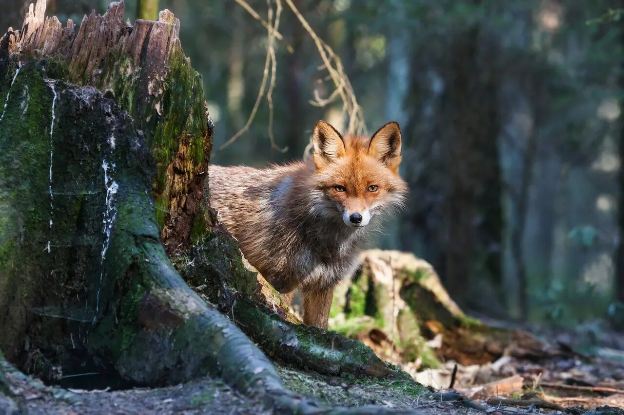 Лиса вышла из леса. Широколиственные леса лисица. Лиса в зимнем лесу. Брянский лес заповедник флора и фауна. Лиса зимой в лесу.