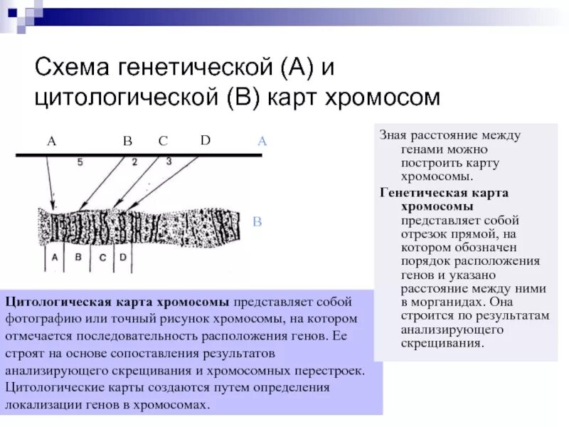 Последовательность расположения генов