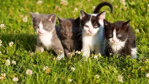 Кошка с 4 котятами
