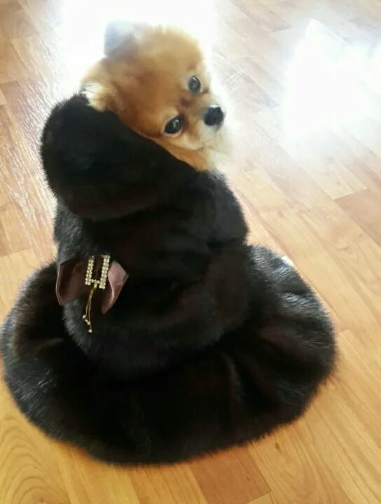 собака в шубе. собака в шубе. норковая шуба для собаки. собака в шубе. норковая шуба для собаки.