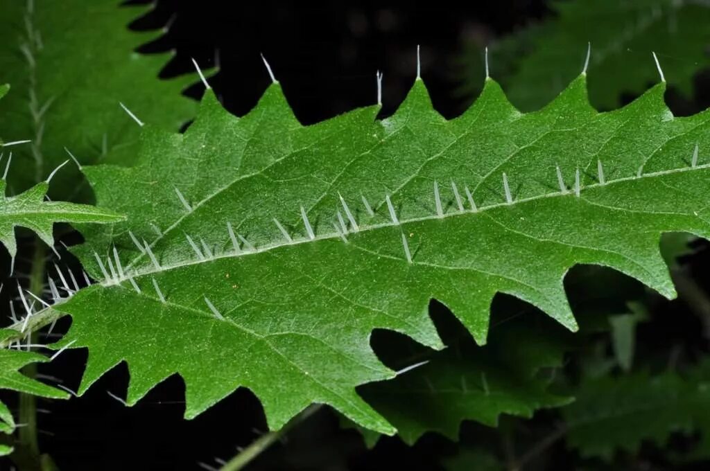 Крапива Онгаонга. Крапивное дерево (Urtica Ferox),. Urtica Ferox – Крапивное дерево Онгаонга. Онгаонга свирепая крапива.