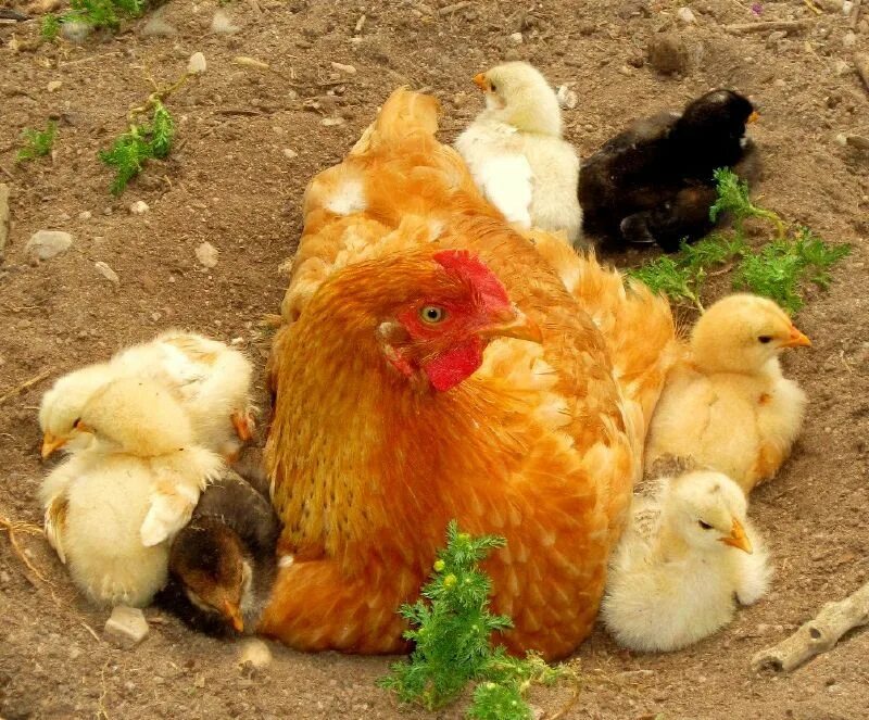 Курица наседка Квочка. Курица с цыплятами. Цыплята домашние. Курочка с цыплятами. Цыплята под курицей