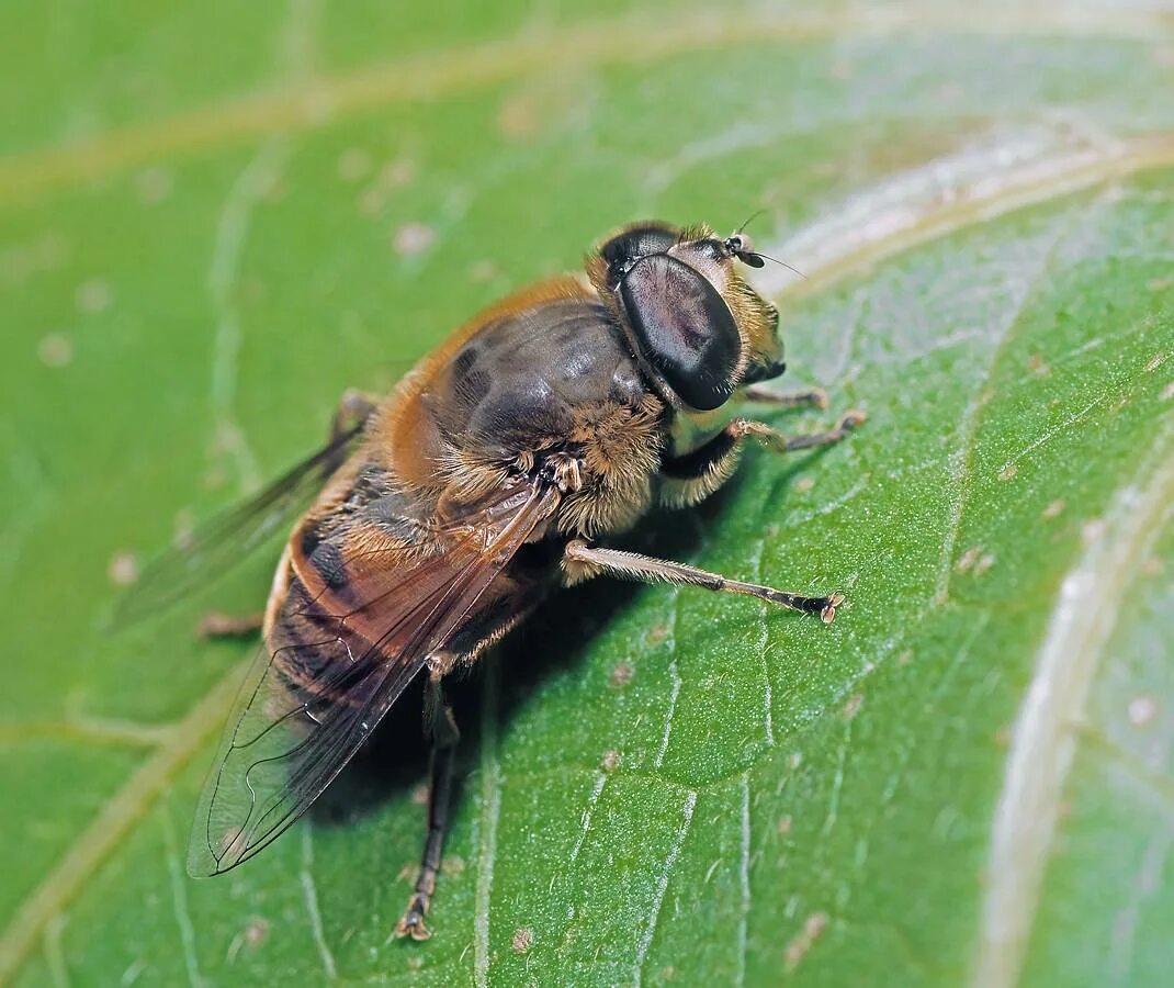 мухи пчеловидки. насекомое муха журчалка. журчалка серая. мухи похожие. муха пчеловидка и пчела.