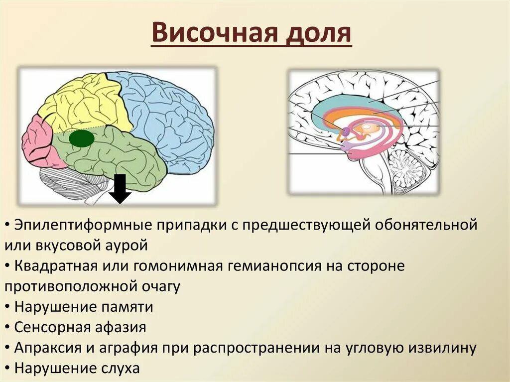 Функции височной доли головного мозга. Строение височной доли головного мозга. Функции височного отдела мозга. Функция височной доли переднего мозга. Доли переднего мозга функции