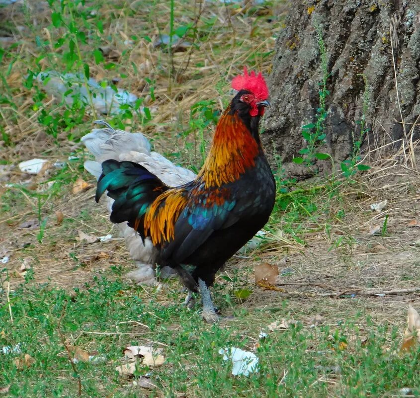 Трехцветный петух. Красивые декоративные петухи. Маленький петушонок. Малазийская серама. Маленький петух.