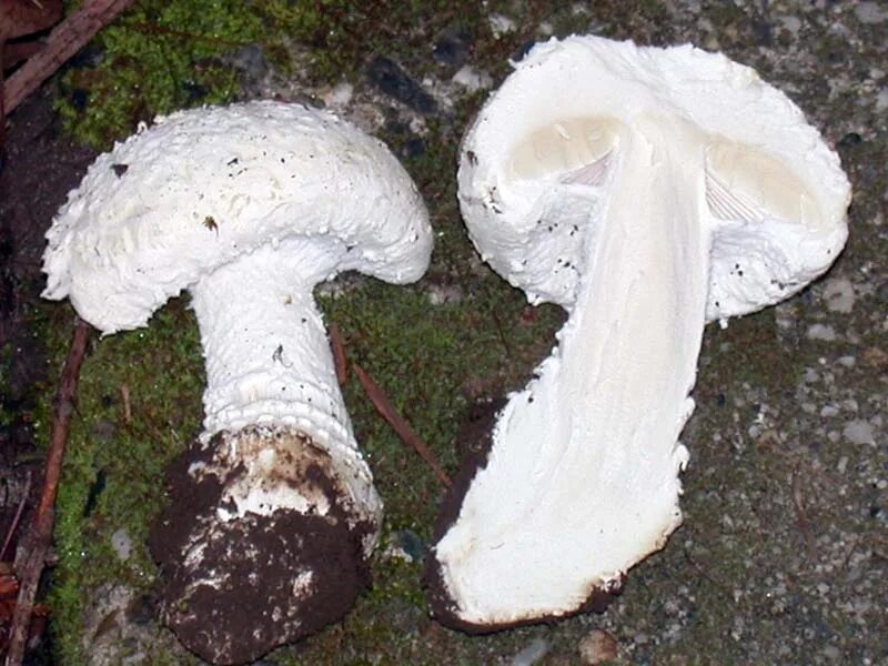 Amanita smithiana. Аманита проксима. мухомор ocreata. гриб аманита магнивериката. amanita proxima фото.