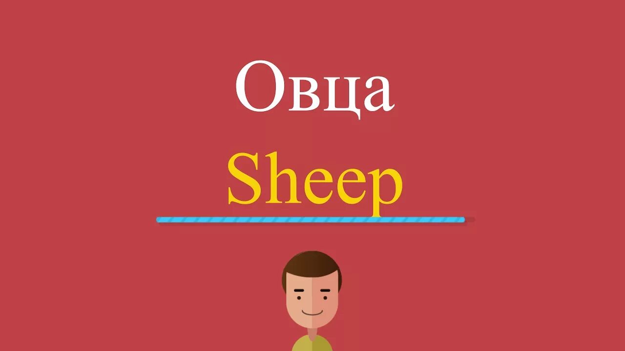 Овца по английски. Овца по английскому с транскрипцией. Как по английски Овечка. Овца по английски произнести. Как по английски будет овца