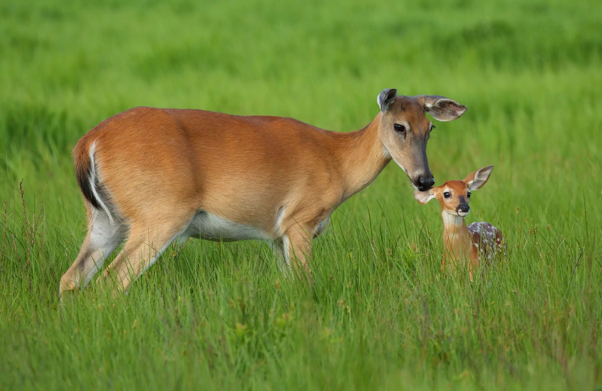 Grass animals. Европейская косуля кавказский заповедник. Олень и олениха. Олениха с олененком. Олень олениха Олененок Оленята.