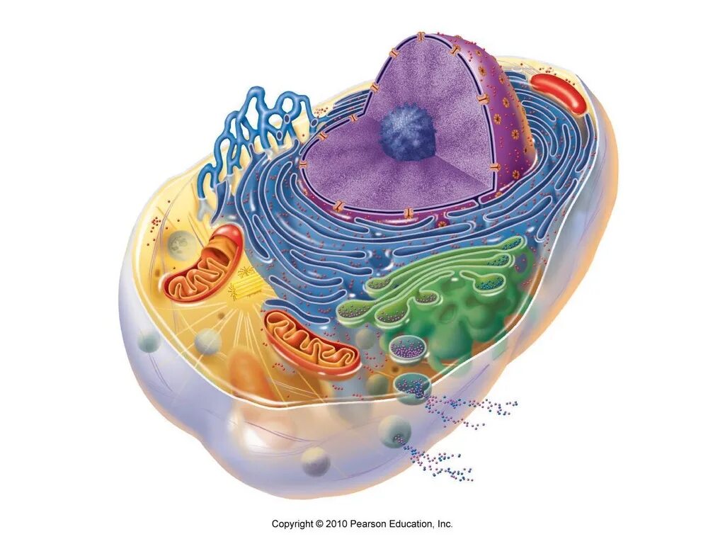 Органеллы водоросли. Животная клетка. Меланосомы органоиды. Клетка Cell. Клетка арт.