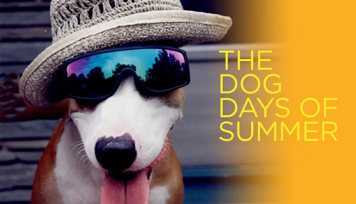 Переведи на русский dog day. Dog Days of Summer. Dog Days of Summer идиома. Dog Days of Summer игра. Дог дей дог дей.