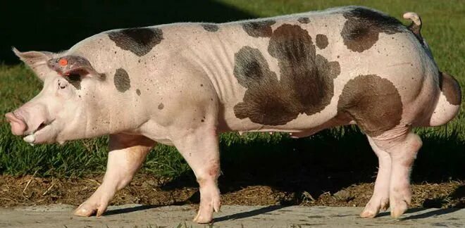 Свиньи пьетрен характеристика. Пьетрен дюрок порода поросят.