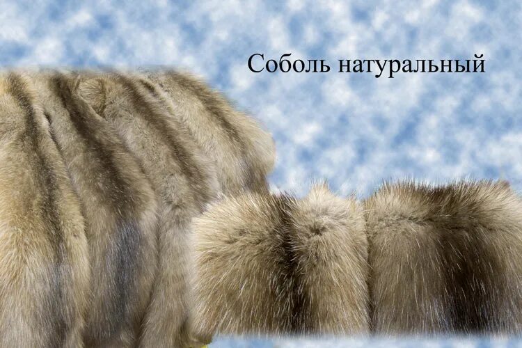 мех куницы. соболь коричневый пушнина. мех сурка мех норки отличия.