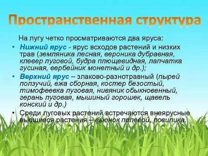Ярусы степи