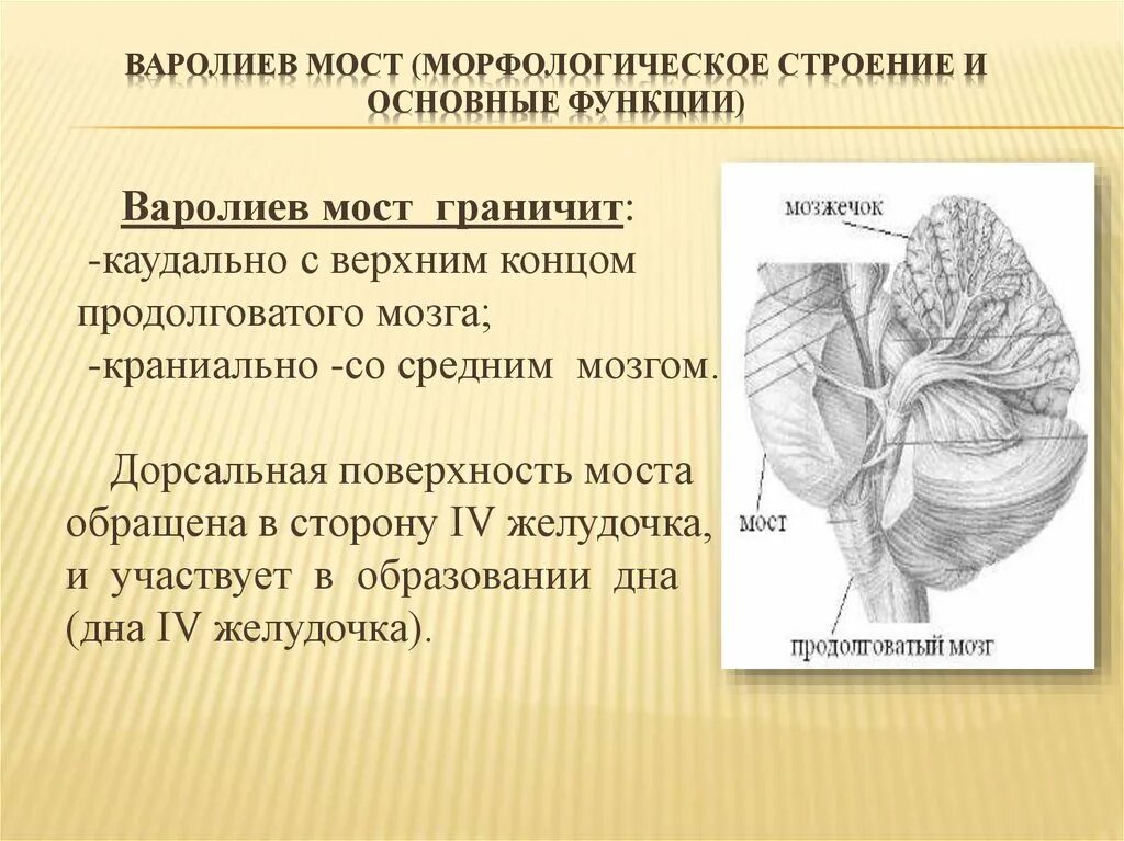 Мост мозга функции строение. Строение мозга варолиев мост. Варолиев мост строение. Строение варолиева моста анатомия. Функции варолиева моста анатомия.