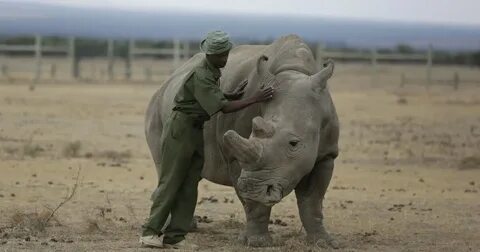 Animals need help