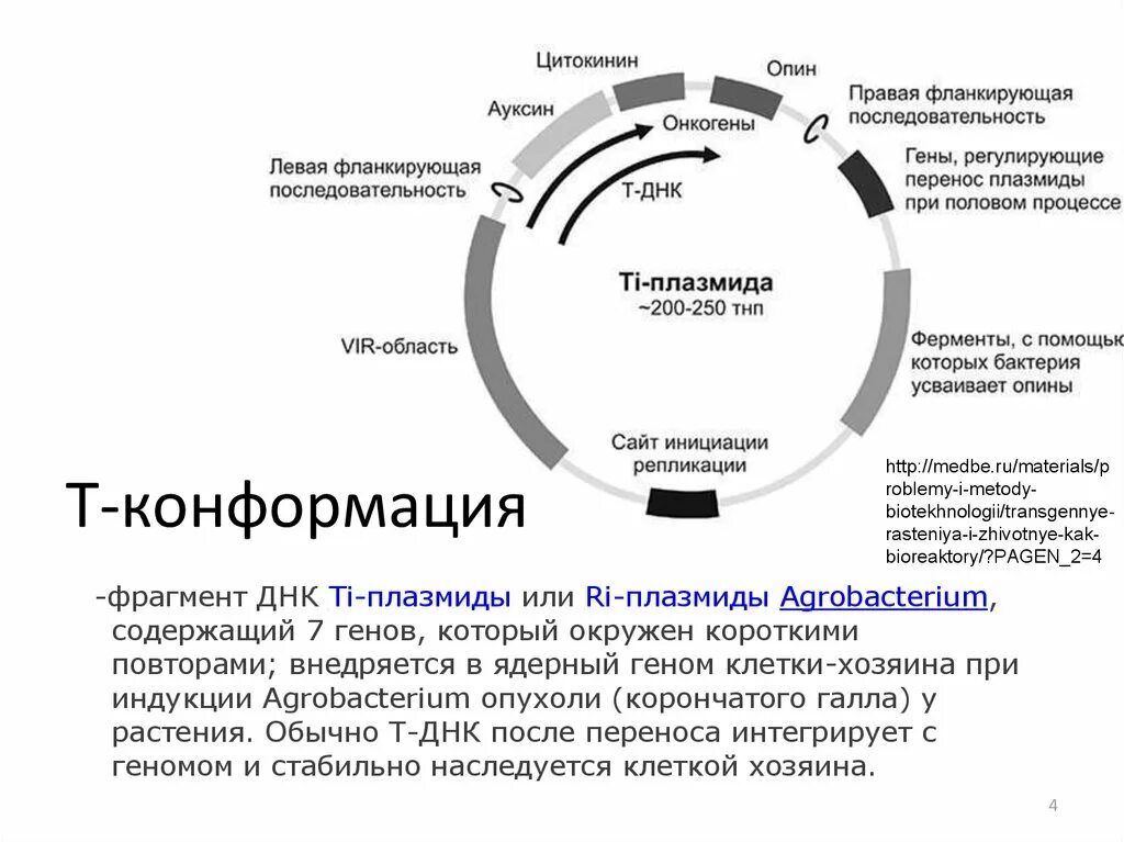 Структура плазмиды. Ti плазмида строение. Структура ti плазмиды. Т плазмиды что это. Элементы плазмид