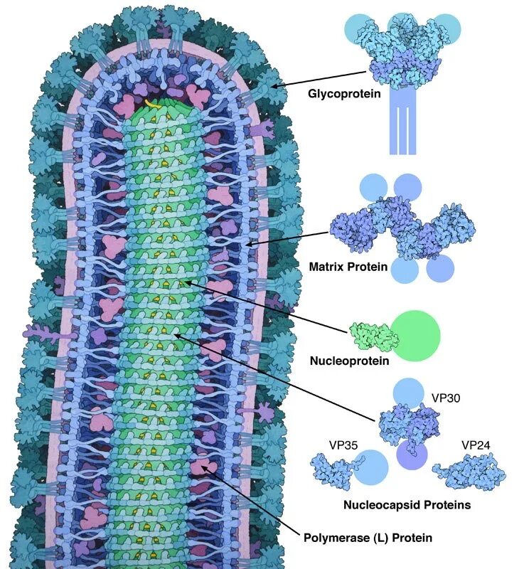 Virus капсидный белок. Вирус Эбола строение вируса. Вирус Эбола структура. Строение вируса Марбурга. Вирус Эбола морфология микробиология.