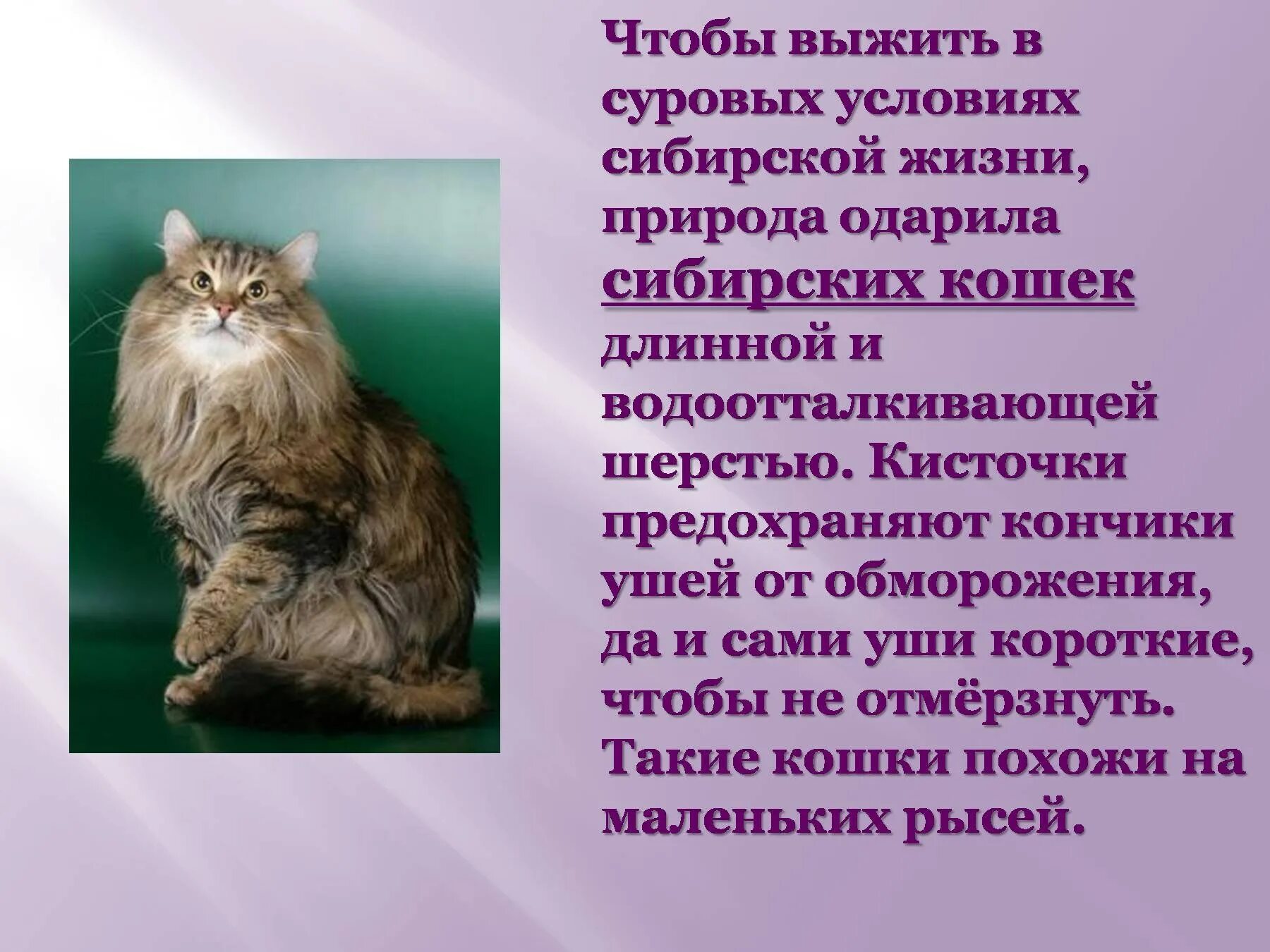 Доклад про кошек. Рассказ о сибирской кошке. Проект про кошек домашних. Презентация на тему кошки.