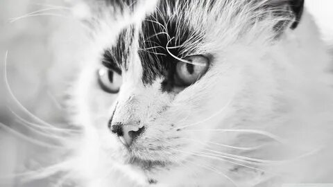 Обои котики черно белые