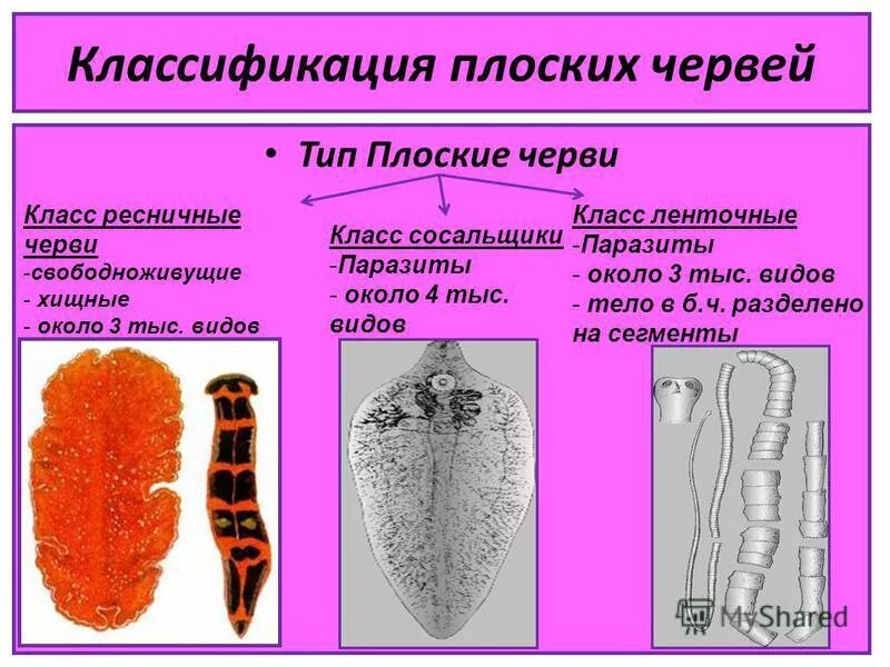 Ресничные черви сосальщики ленточные черви. Классификация типа плоские черви червей. Классы Ресничные черви, сосальщики, ленточные черви.. Плоские черви паразиты и свободноживущие. Назвать плоских червей