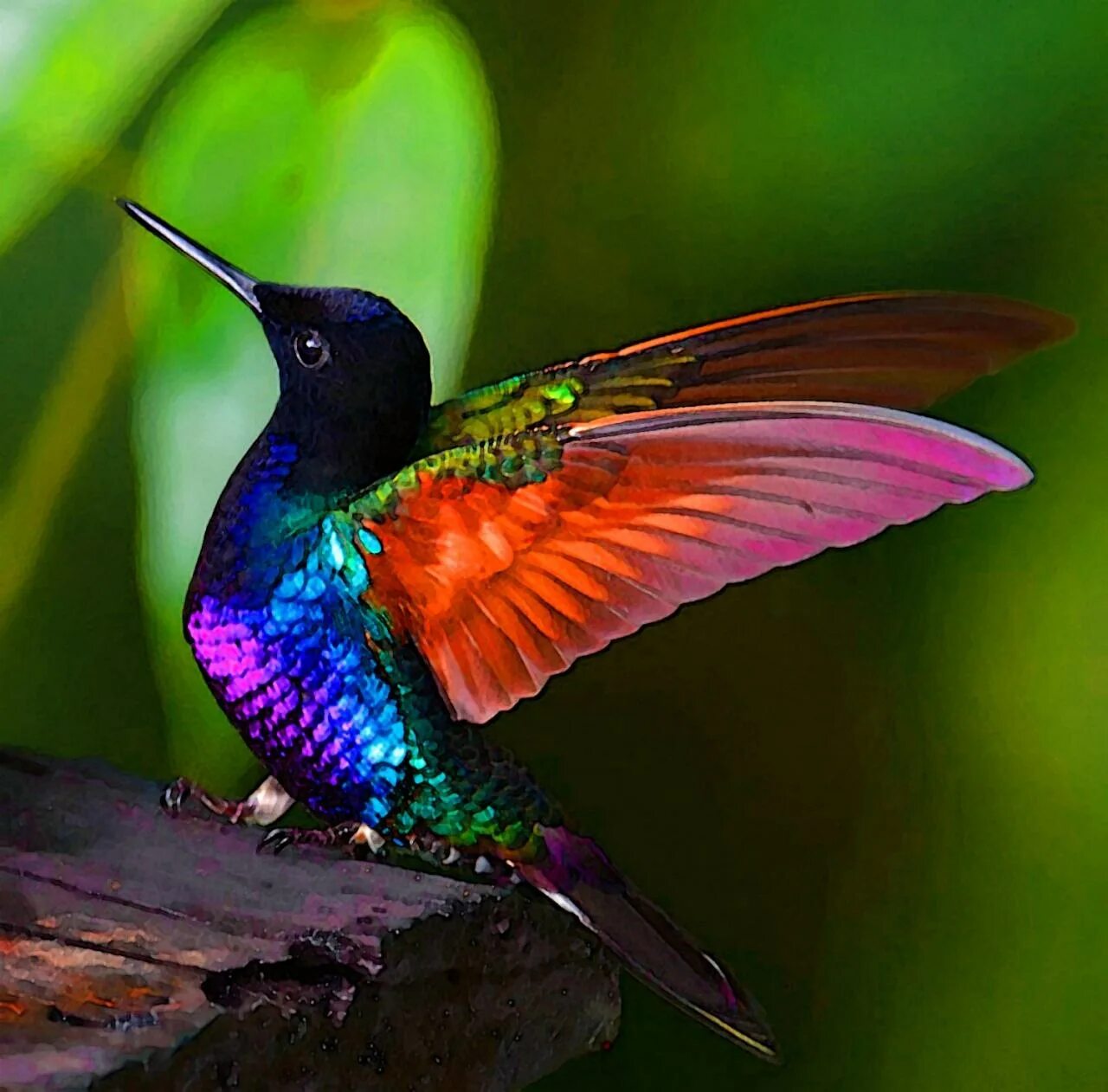 Красивые птички колибри. Пурпурный венценосный Колибри. Птичка Колибри. Колибри пурпурный саблекрыл. Рубиногорлая Колибри.