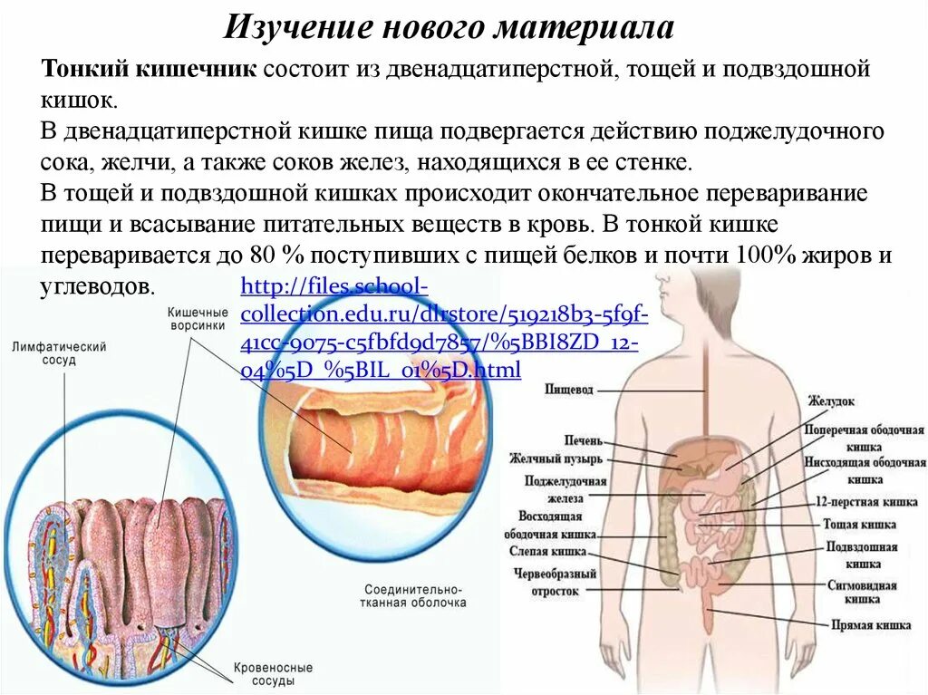 Функции Толстого кишечника тонкого кишечника всасывание. Функции тонкого и Толстого кишечника. Всасывание. Печень. Процессы пищеварения и всасывания в тонком кишечнике. Роль печени в тонкий кишечник. Тонкий кишечник и печень