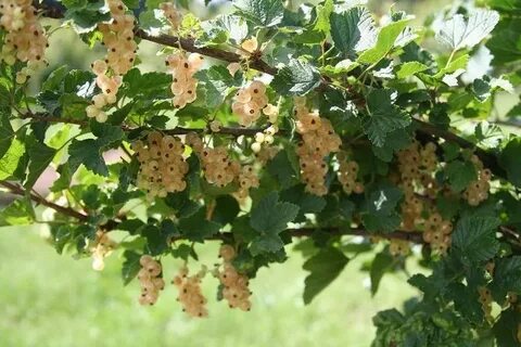 Куст смородины белой
