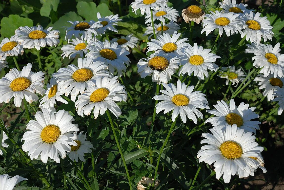 солнышко ромашка. фон ромашки. солнечные ромашки. ромашки и солнце. цветы лето ромашки.