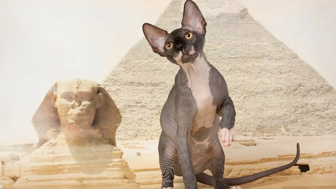 ArtStation - Bast (Bastet), George Manolache Sphinx cat, Egyptian cats, Egyptian
