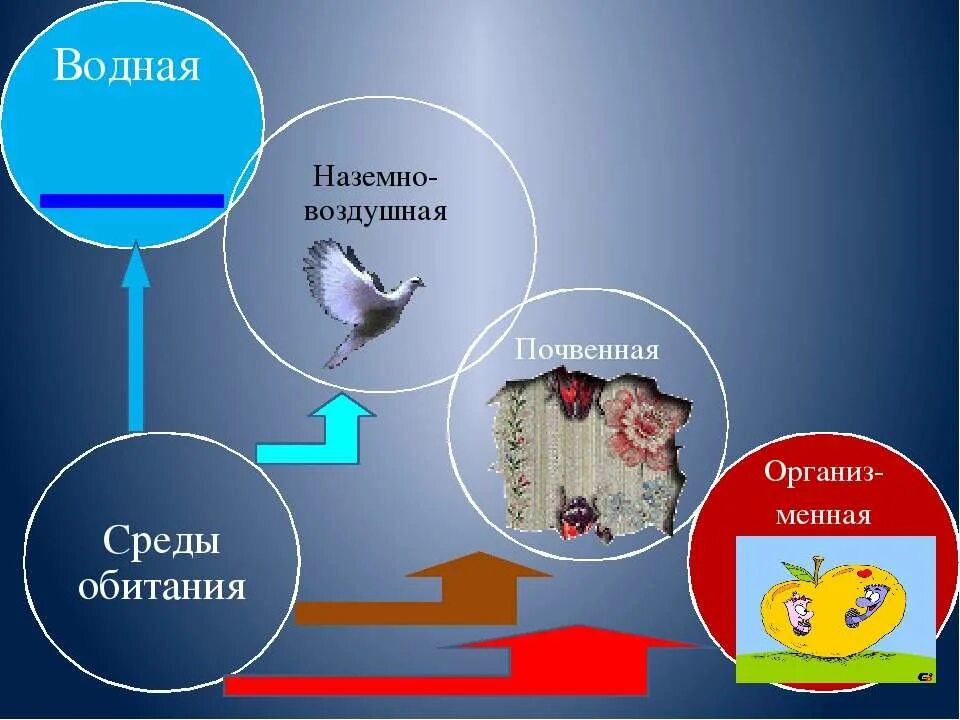 Среда обитания наземно воздушная среда жизни. Способы передвижения в воздушной среде. Воздушная среда обитания без животных. Воздушная среда обитания 5 класс биология.