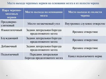 Черепные нервы где выходят