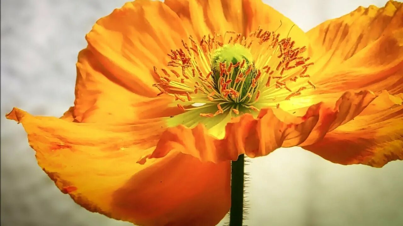 Make it orange