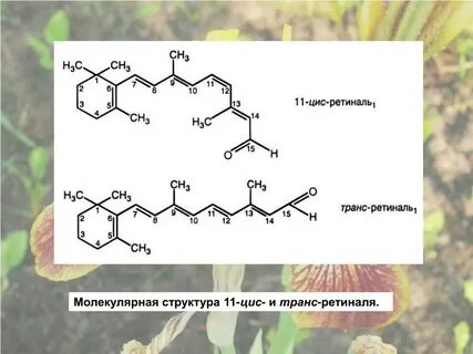 Ретиналь