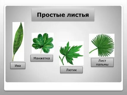 Орех простой или сложный