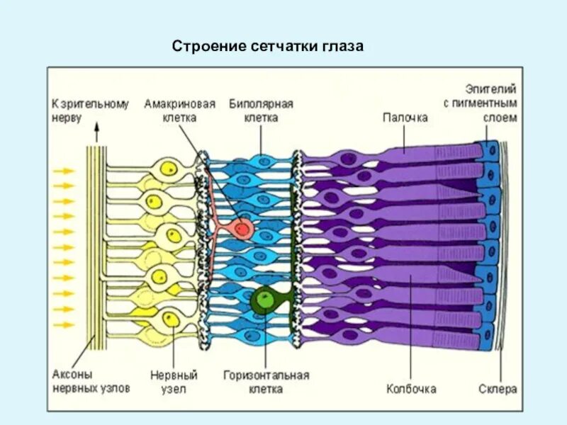 Зрительная клетка. Зрительный анализатор строение сетчатки. Зрительная клетка. Микроскопическое строение зрительной части сетчатки глаза. Строение сетчатки глаза человека схема.