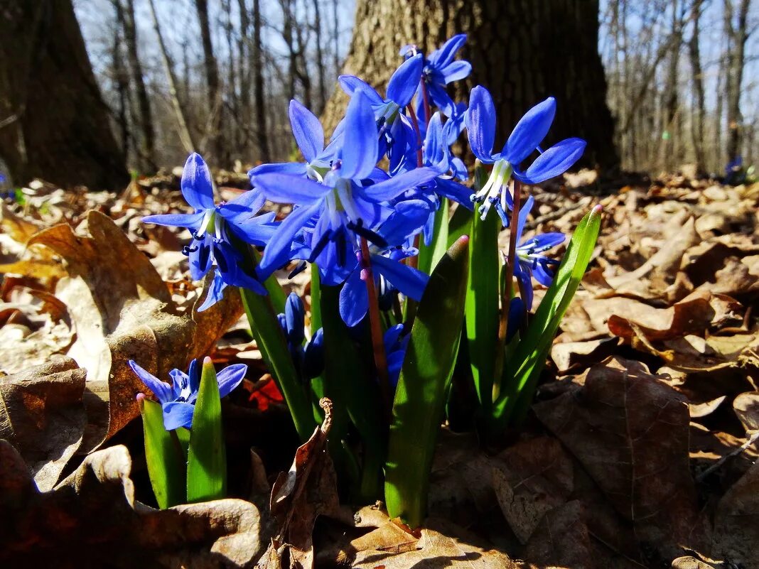 пролеска цветок. первоцвет сцилла сибирская. цветок пролеска сибирская. первоцветы пролеска. пролеска сибирская.