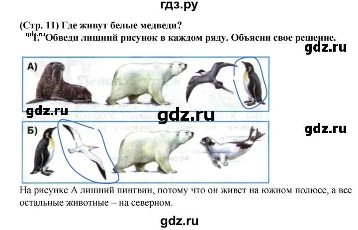 Буран и медвежата ответы 4 класс. Окружающий мир 1 класс где живут белые медведи обведи лишний рисунок. Где живут белые медведи 1 класс. Обведи лишний рисунок в каждом. Где живут белые медведи рабочая тетрадь.