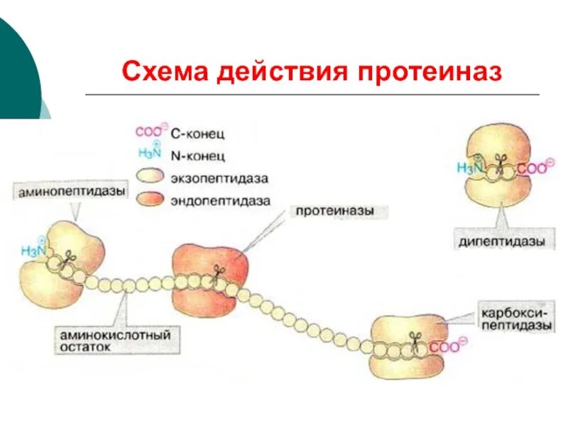 Ферменты переваривающие белки. Схема действий. Повышение уровня антител к протеиназе-3 характерно для:. Функции тканевых протеиназ биохимия. Схема действия антител.