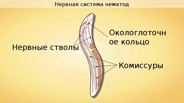 Нервная система круглых червей диффузного типа. Нервная система круглого червя. круглые черви нервная система. комиссуры нематод. строение нервной системы нематод.