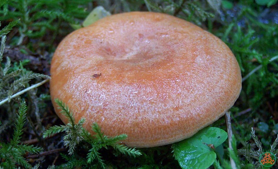 Сибирский Рыжик. Рыжики грибы. Рыжик еловый/еловик (Lactarius deterrimus);. Рыжик млечно-красный.