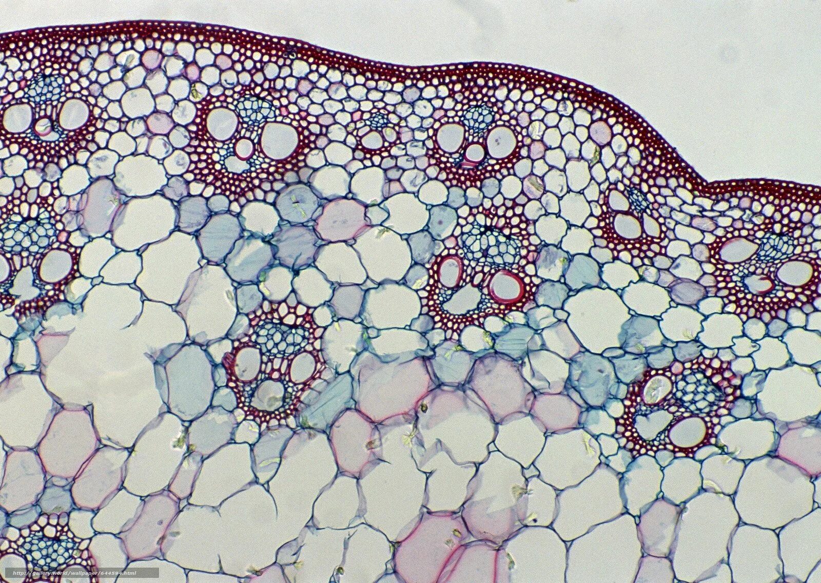 Склеренхима под микроскопом. Ксилема микроскоп. Микроскопия клетки. Клетка в микроскопе.