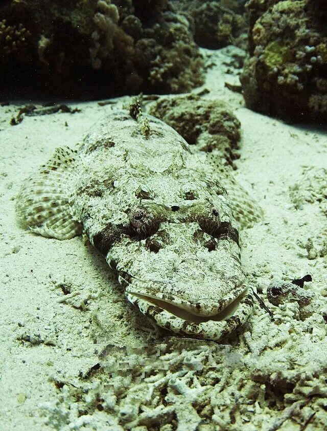 File:Crocodilefish2.jpg - Wikipedia