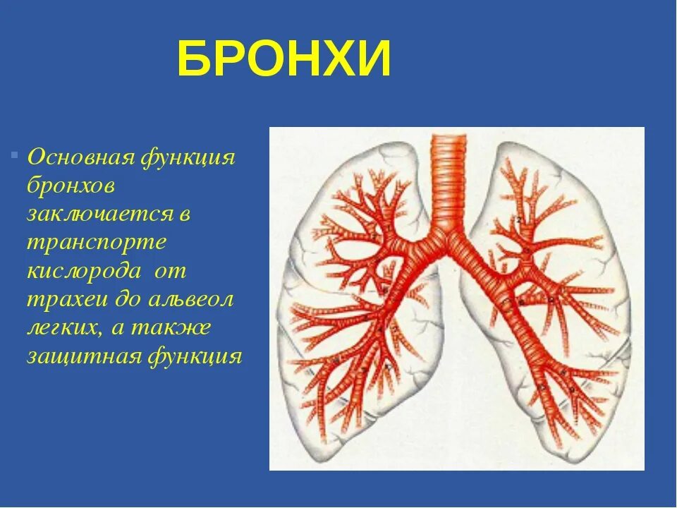 Дыхательная система человека бронхи. Бронхи выполняемые функции. Бронхи строение и функции. Строение и функции бронх. Легкие значение кратко